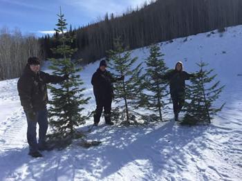 Trees for A Little House Christmas.